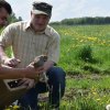 Wsiedlenie Kuropatw w łowisko 10.05.2016 obw 266 i 277